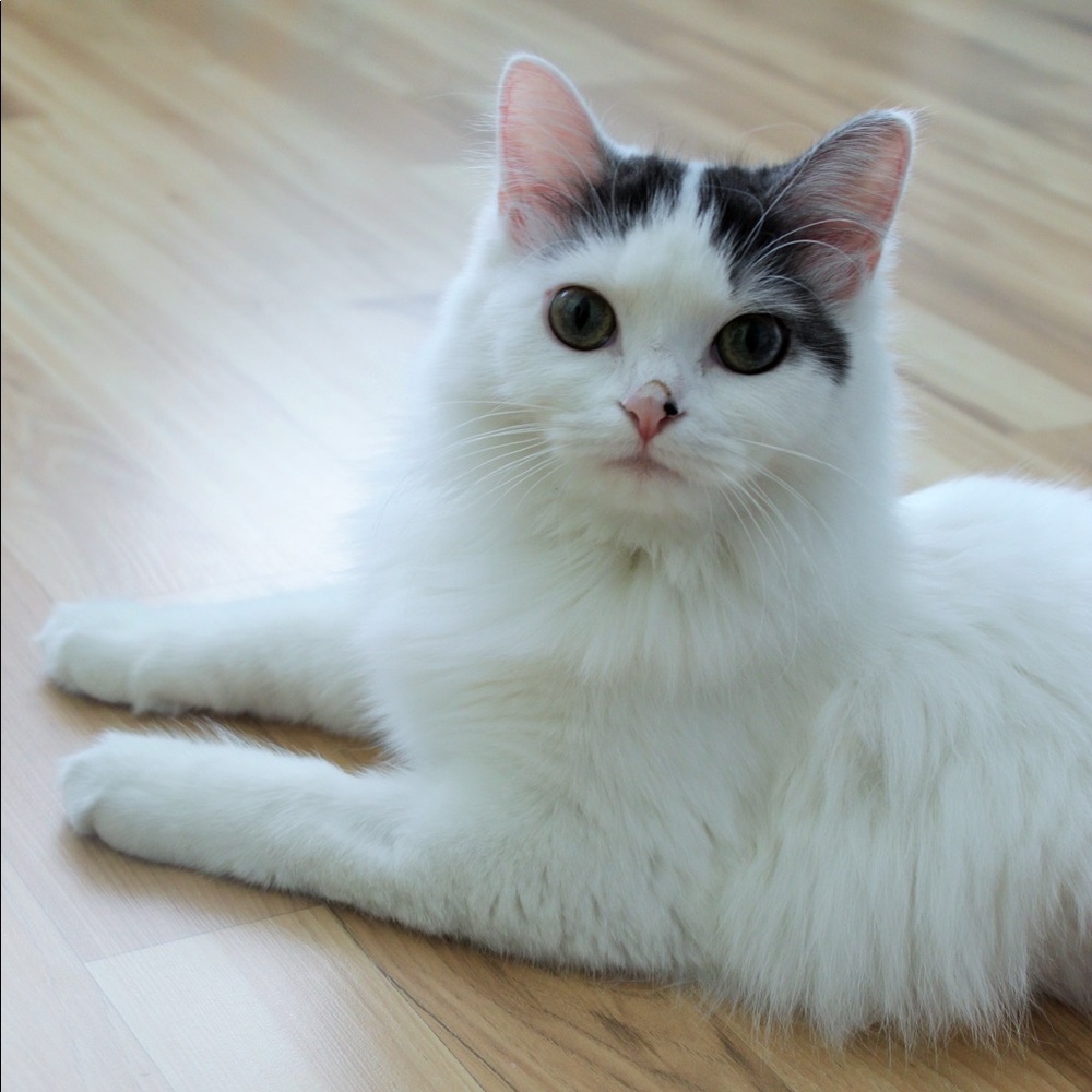 Meet your Posher, Kyle